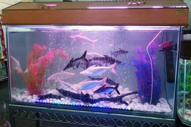 donor aquarists lal kothi jaipur aquariums r4o0ji1g6q 768x511